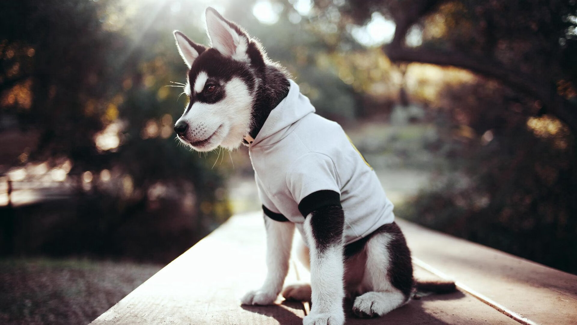 从亚特兰大到巴黎,萨卡奥运周期关键战接管,几内亚成制霸试金石