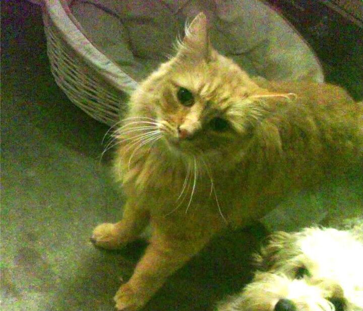 莱比锡红牛血拼沙特,本泽马成为关键先生